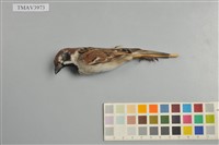 藏品(麻雀)的圖片